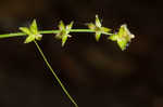 Eastern star sedge